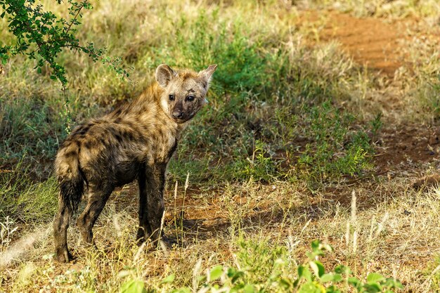 Primer plano de una hiena manchada mirando hacia atrás mientras camina en un campo durante el día