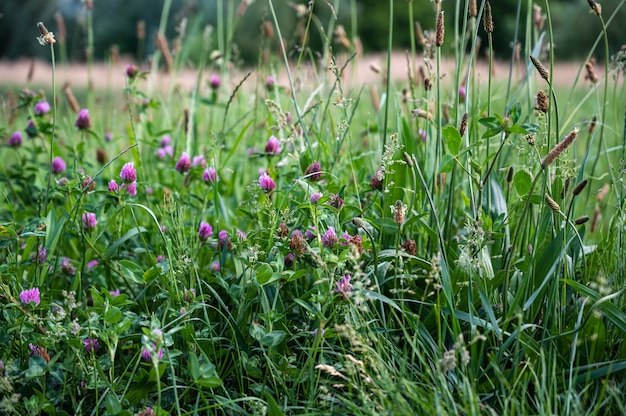 Primer plano de la hierba y las flores en un campo bajo la luz del sol durante el día