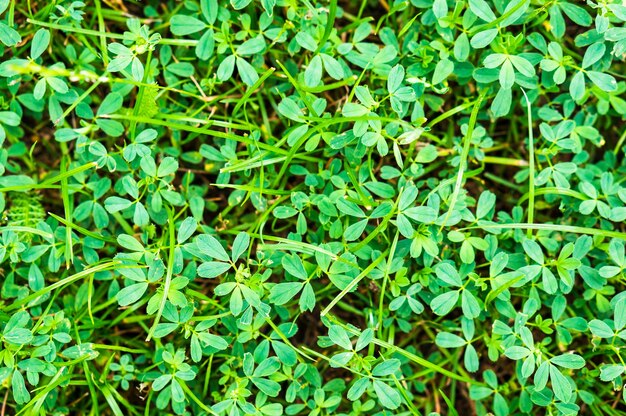 Primer plano de hierba verde vibrante que crece bajo el sol