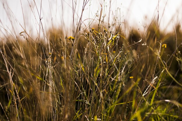 Primer plano de la hierba verde