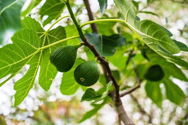 Primer plano de higos verdes colgando de una rama de una higuera en el jardín