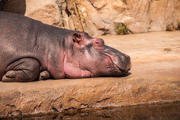 Primer plano de hipopótamo tirado en el suelo