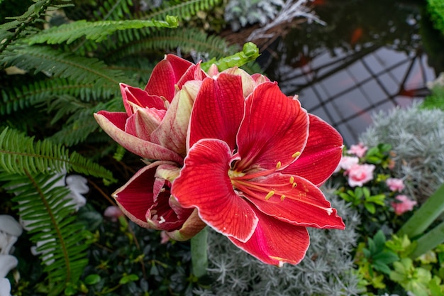 Primer plano de hippeastrum rojo en un jardín.