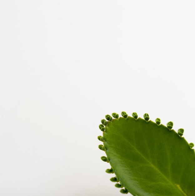 Primer plano de hoja de aloe vera con espacio de copia