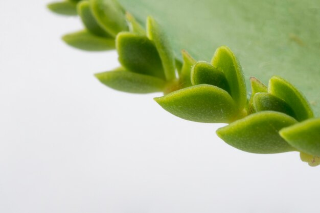 Primer plano de hoja de aloe vera con espacio de copia