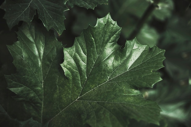 Primer plano de la hoja de arce