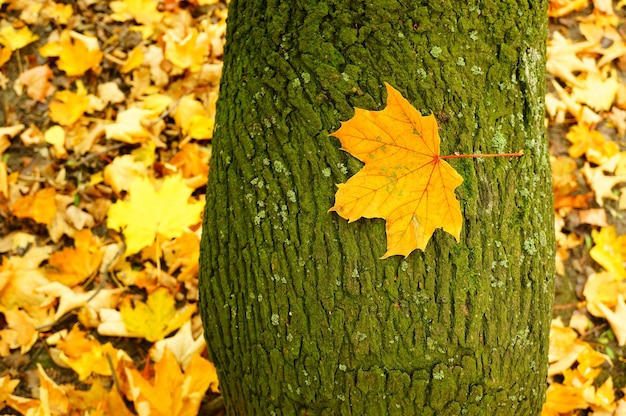 Foto gratuita primer plano de una hoja en la corteza de un árbol durante el otoño