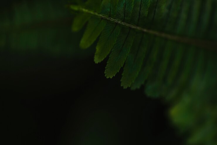 Foto gratuito primer plano de la hoja de helecho