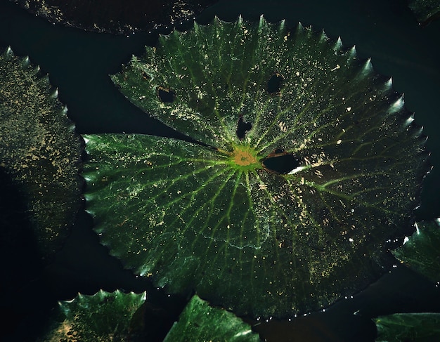 Foto gratuita primer plano de la hoja de lirio de agua