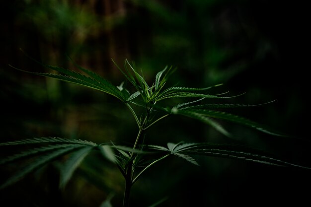 Primer plano de hoja de marihuana cannabis