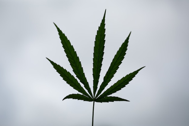Primer plano de hoja de marihuana cannabis