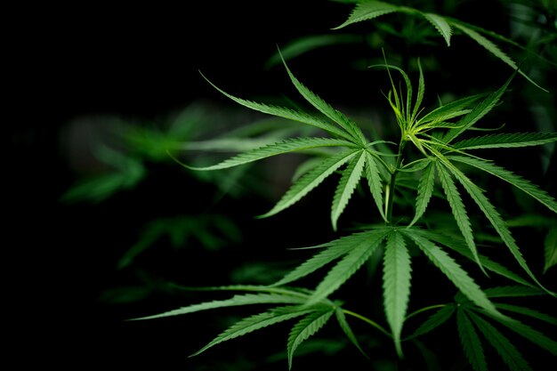 Primer plano de hoja de marihuana cannabis