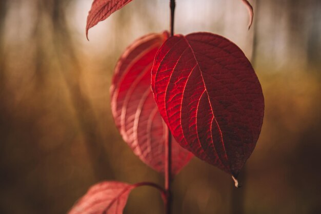 Primer plano de una hoja de otoño de color rojo brillante sobre un fondo borroso