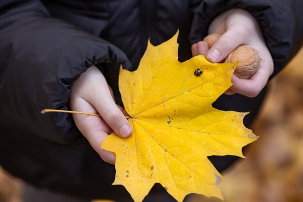 Primer plano de una hoja de otoño con una mariquita en manos de los niños