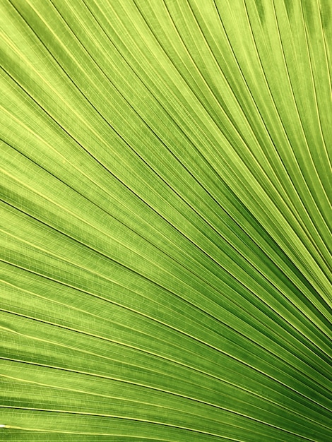 Primer plano de una hoja de palma de color amarillo-verde