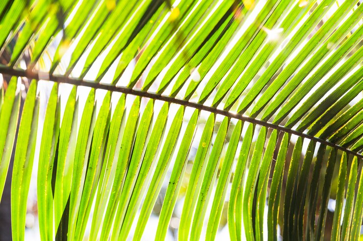 Foto gratuito primer plano de hoja de palma en un día soleado