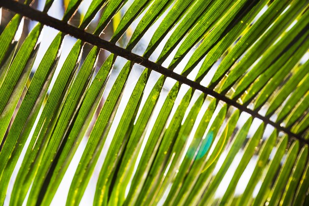 Primer plano de hoja de palma en el fondo abstracto