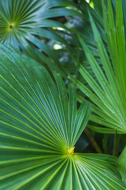 Primer plano de la hoja de palma tropical verde oscuro