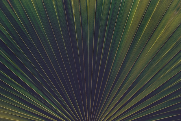 Primer plano de hoja de palma verde