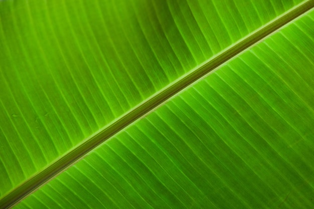 Primer plano de una hoja de plátano perfecta para el fondo