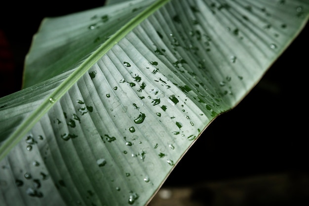 Primer plano de una hoja tropical con gotas de rocío