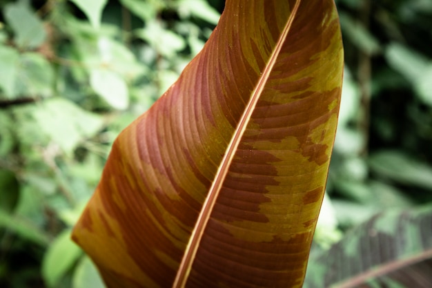 Primer plano de hoja tropical marrón