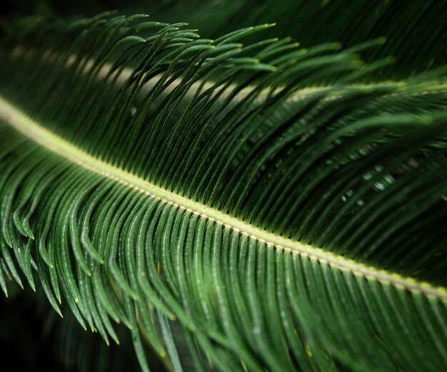 Primer plano de hoja tropical