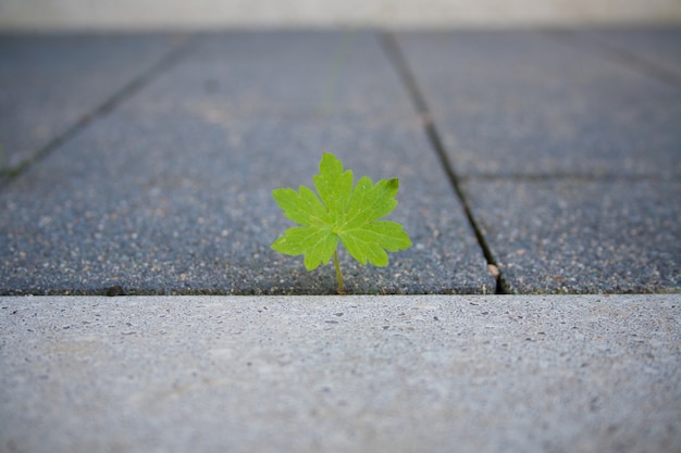 Primer plano de una hoja verde en la acera