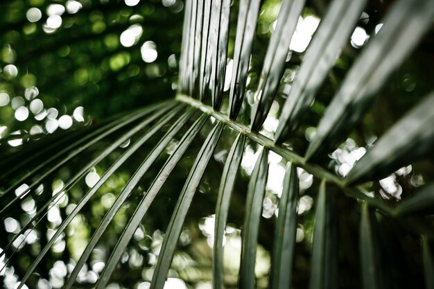 Primer plano de la hoja verde con fondo borroso