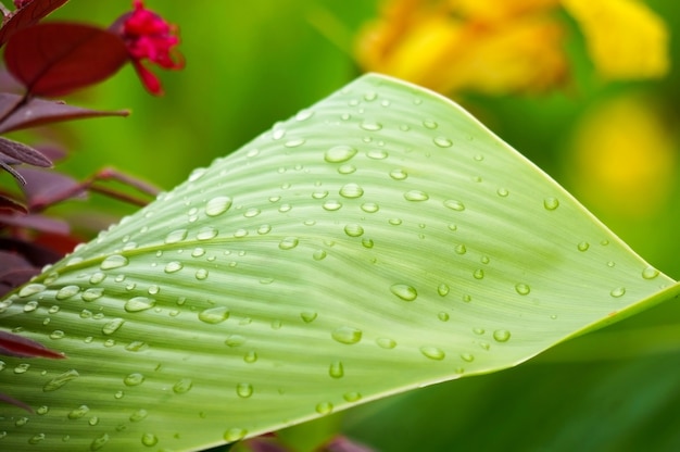 Primer plano de hoja verde con gotas de agua