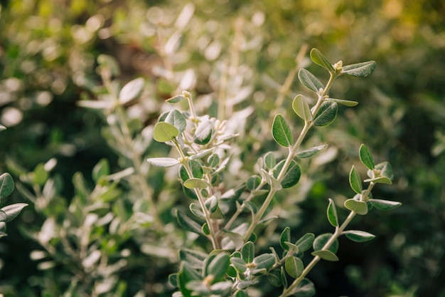 Primer plano de la hoja verde natural en un día soleado