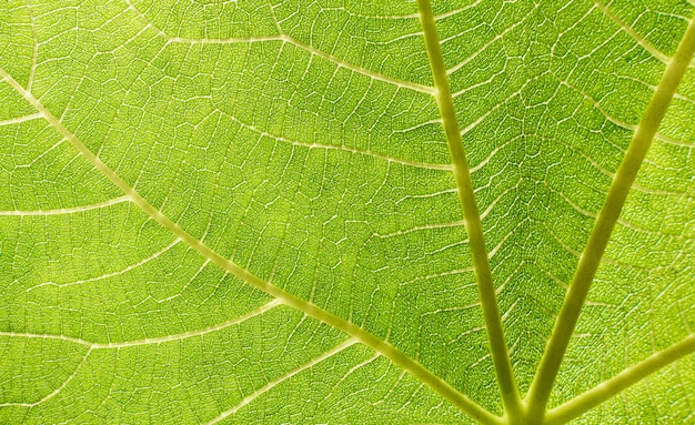 Primer plano, de, hoja verde