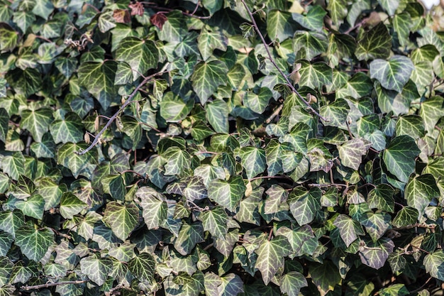 Primer plano de hojas en el árbol durante el día