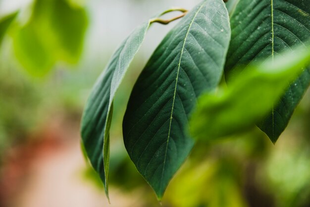 Primer plano de hojas de árbol