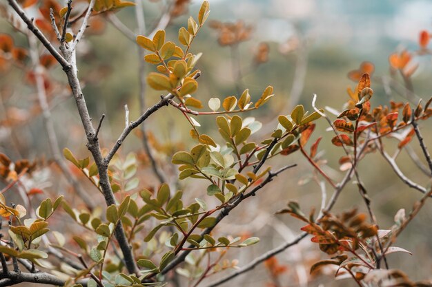 Primer plano de las hojas de los árboles en el bosque