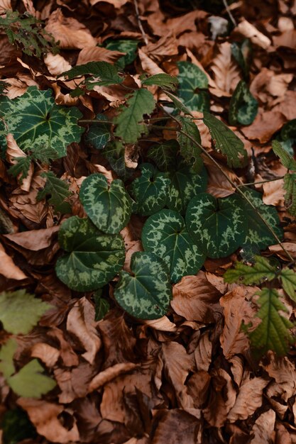 Primer plano de las hojas del bosque salvaje