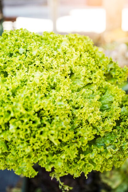 Primer plano de hojas de col rizada orgánica verde vegetal