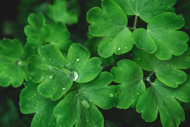 Primer plano de hojas de color verde brillante en la vista superior de las gotas de lluvia