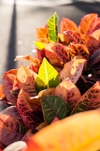 Primer plano de hojas decorativas en otoño