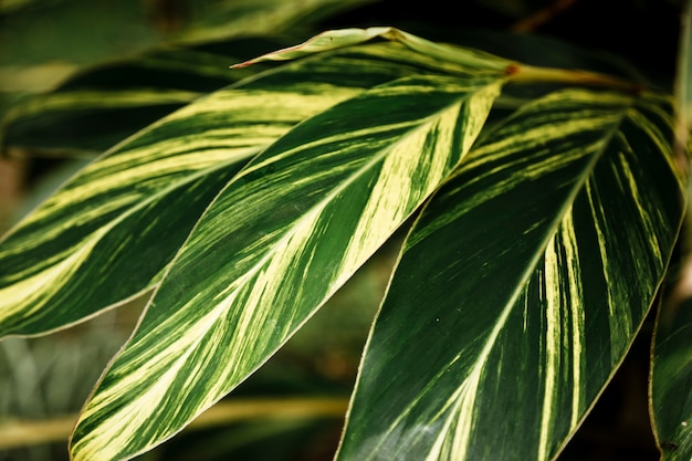 Primer plano de hojas exóticas