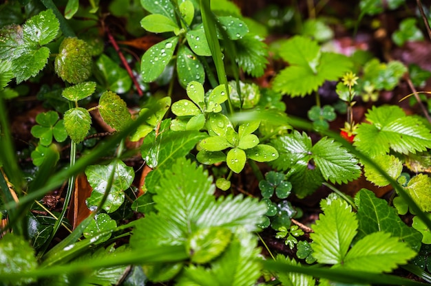 Primer plano de hojas de fresa alpina con gotas de agua después de la lluvia