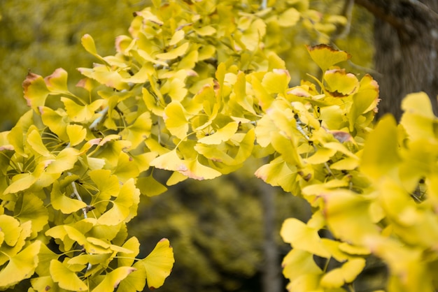 Primer plano de las hojas de ginkgo biloba amarillas