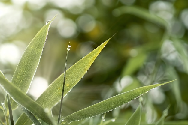 Foto gratuita primer plano de hojas en el jardín