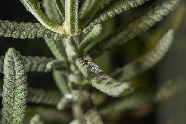 Primer plano de hojas de lavanda con gotas de rocío matutino sobre ella