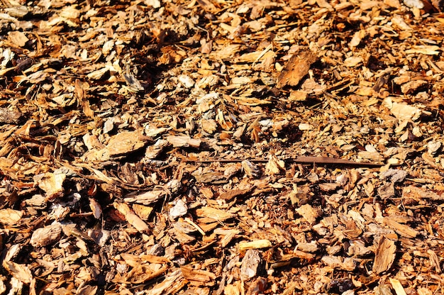 Primer plano de hojas marrones en el suelo durante el día