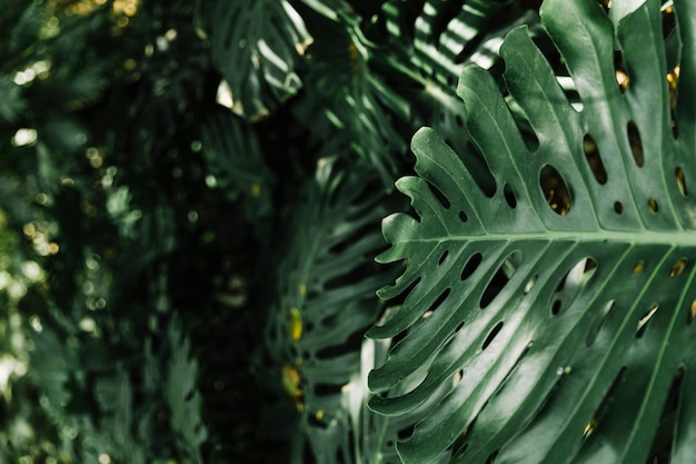 Primer plano de hojas de monstera