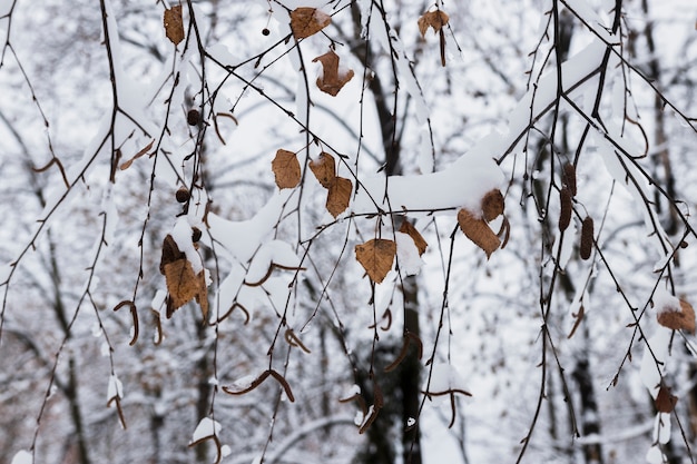 Primer plano de hojas de otoño cubiertas de nieve