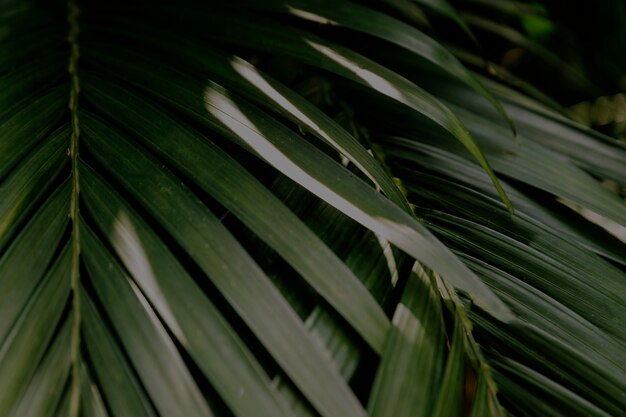 Primer plano de hojas de palmera
