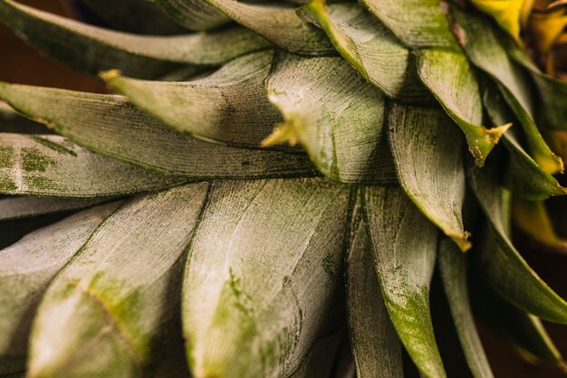 Primer plano de hojas de piña tropical