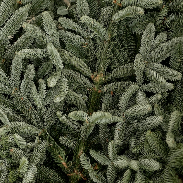 Primer plano de hojas de pino verde congelado